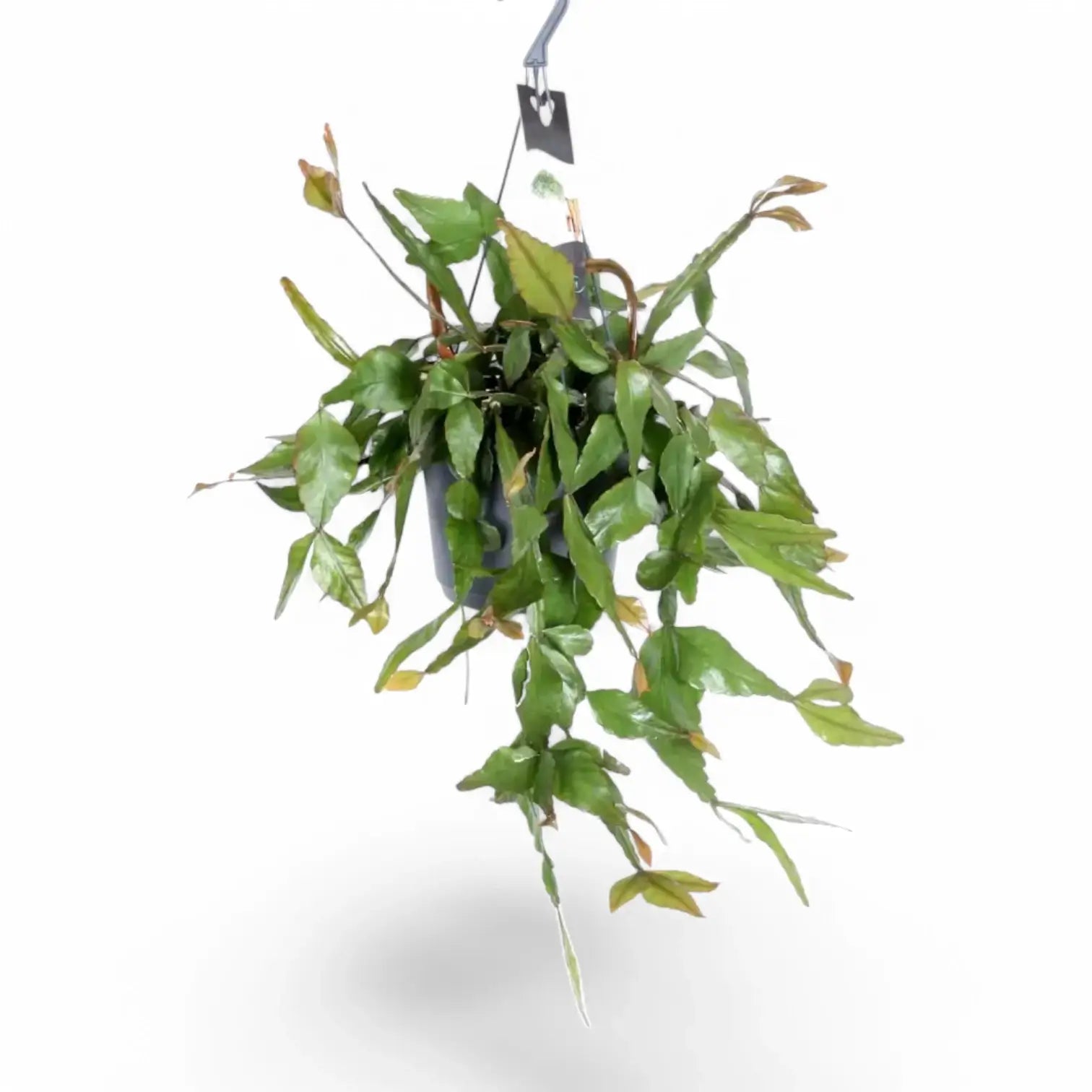 Rhipsalis elliptica potted plant in nursery pot on white background.