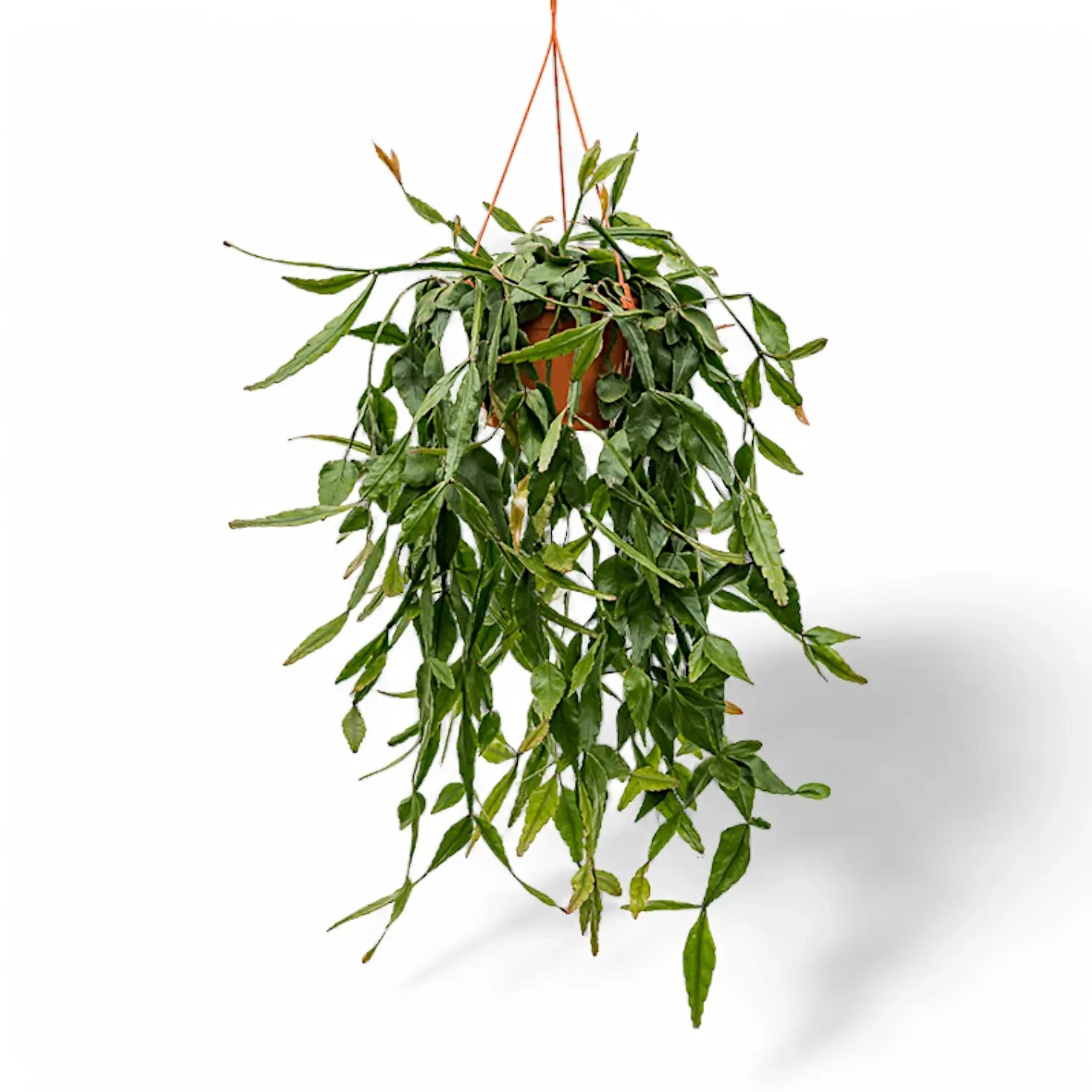 Rhipsalis elliptica Zimmerpflanze im Anzuchttopf vor weißem Hintergrund, Produktfoto 5.