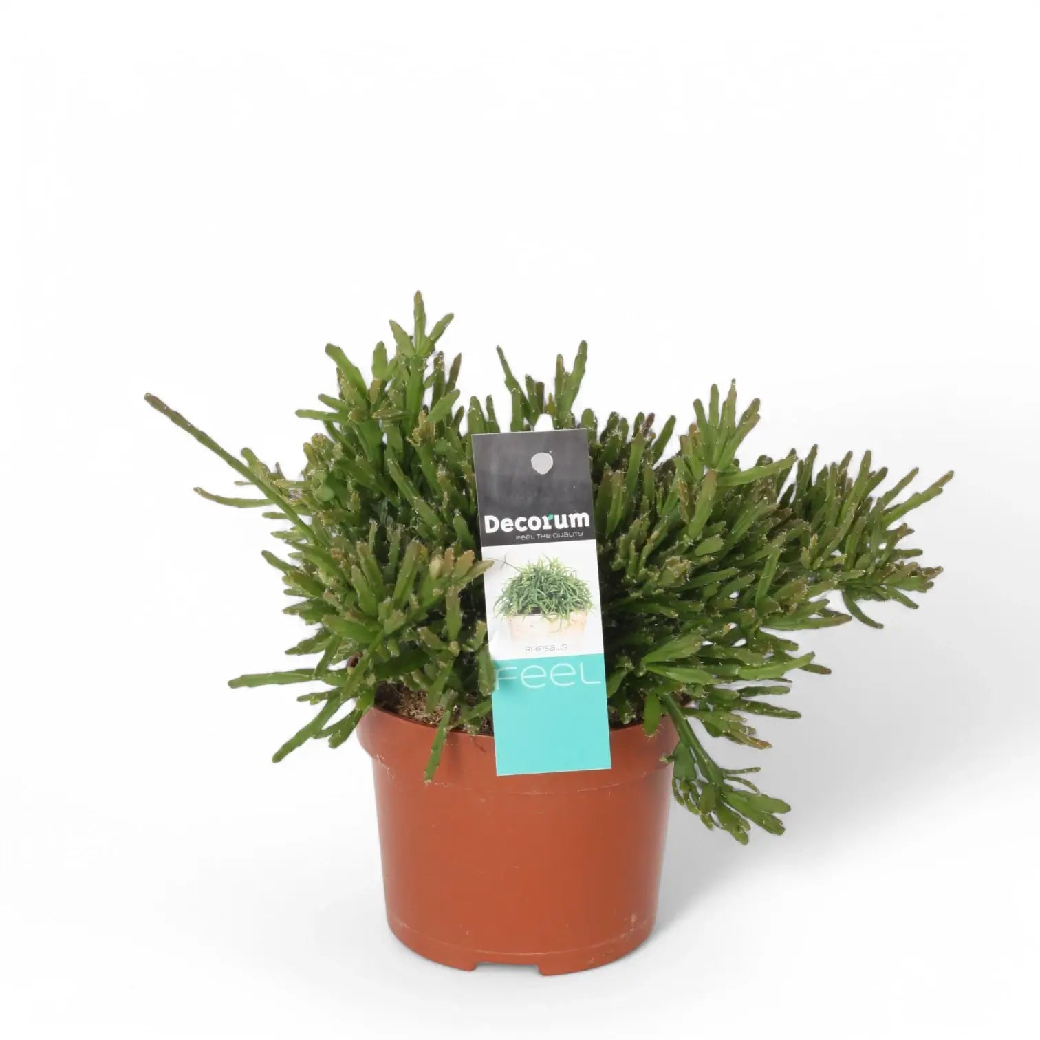 Rhipsalis ewaldiana potted plant in nursery pot on white background.
