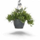 Rhipsalis ewaldiana potted plant in nursery pot on white background.