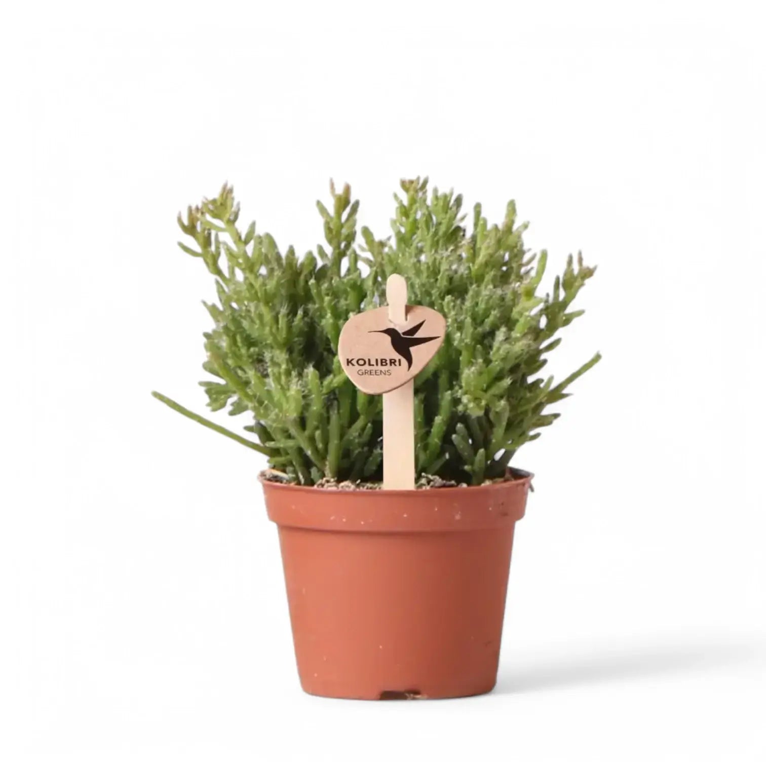 Rhipsalis mesembryanthemoides potted plant in nursery pot on white background.