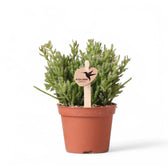 Rhipsalis mesembryanthemoides Zimmerpflanze im Anzuchttopf vor weißem Hintergrund, Produktfoto 3.