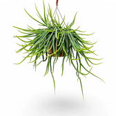 Rhipsalis micrantha f. micrantha potted plant in nursery pot on white background.
