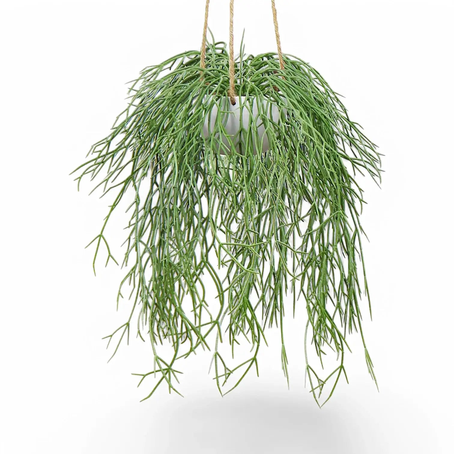 Rhipsalis micrantha ssp. kirbergii potted plant in nursery pot on white background.