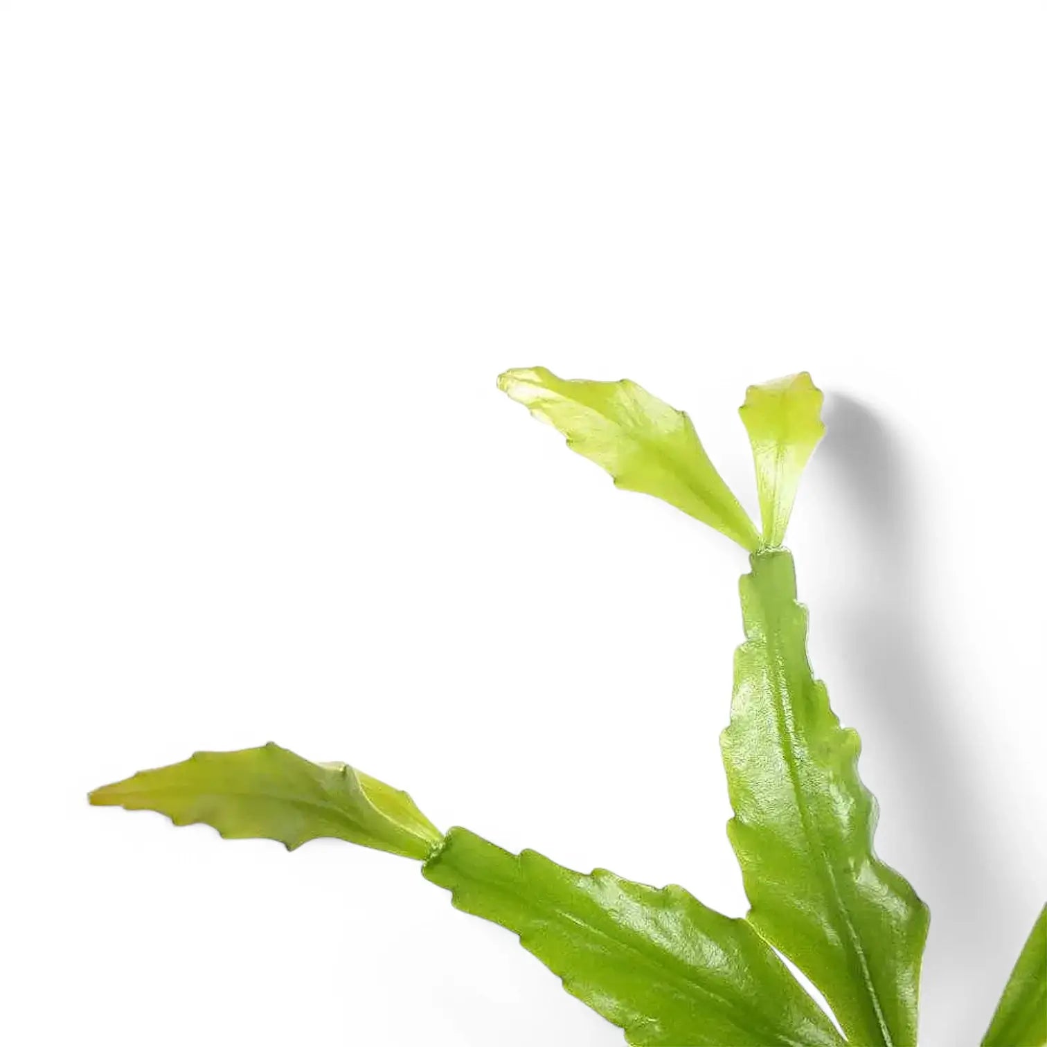 Rhipsalis occidentalis leaf detail on white background.