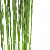 Nahaufnahme eines Triebs von Rhipsalis pacheco-leonis ssp. catenulata vor weißem Hintergrund.