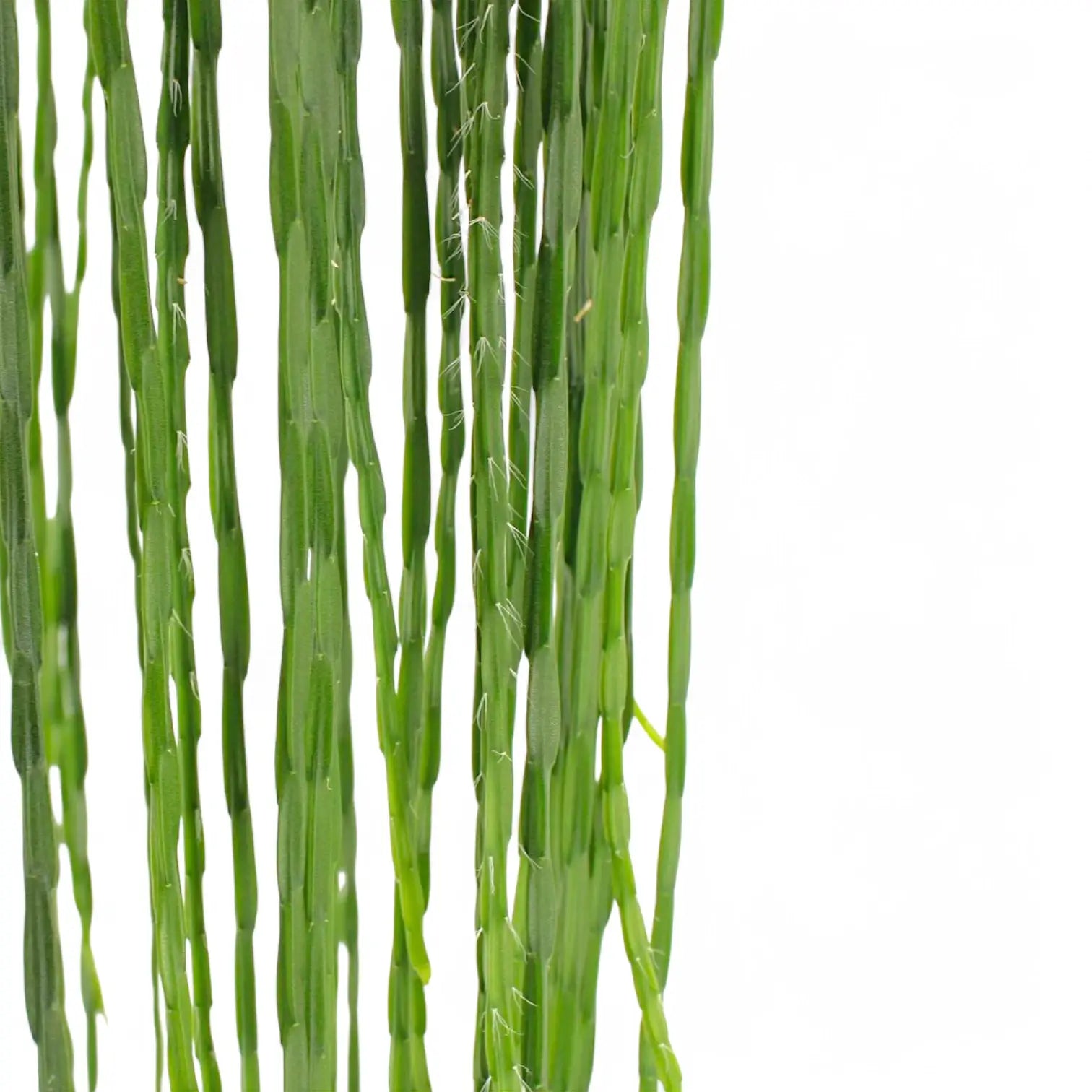 Nahaufnahme eines Triebs von Rhipsalis pacheco-leonis ssp. catenulata vor weißem Hintergrund.