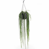 Rhipsalis pacheco-leonis ssp. catenulata als Topfpflanze im Kulturtopf vor weißem Hintergrund, Produktfoto 3.