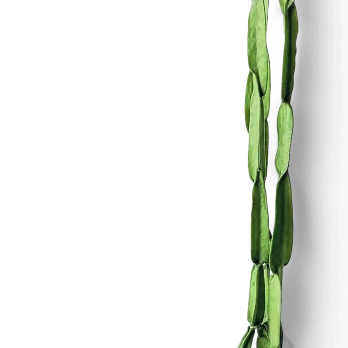 Rhipsalis paradoxa – Chain-Link Jungle Cactus