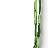 Rhipsalis paradoxa leaf detail on white background.