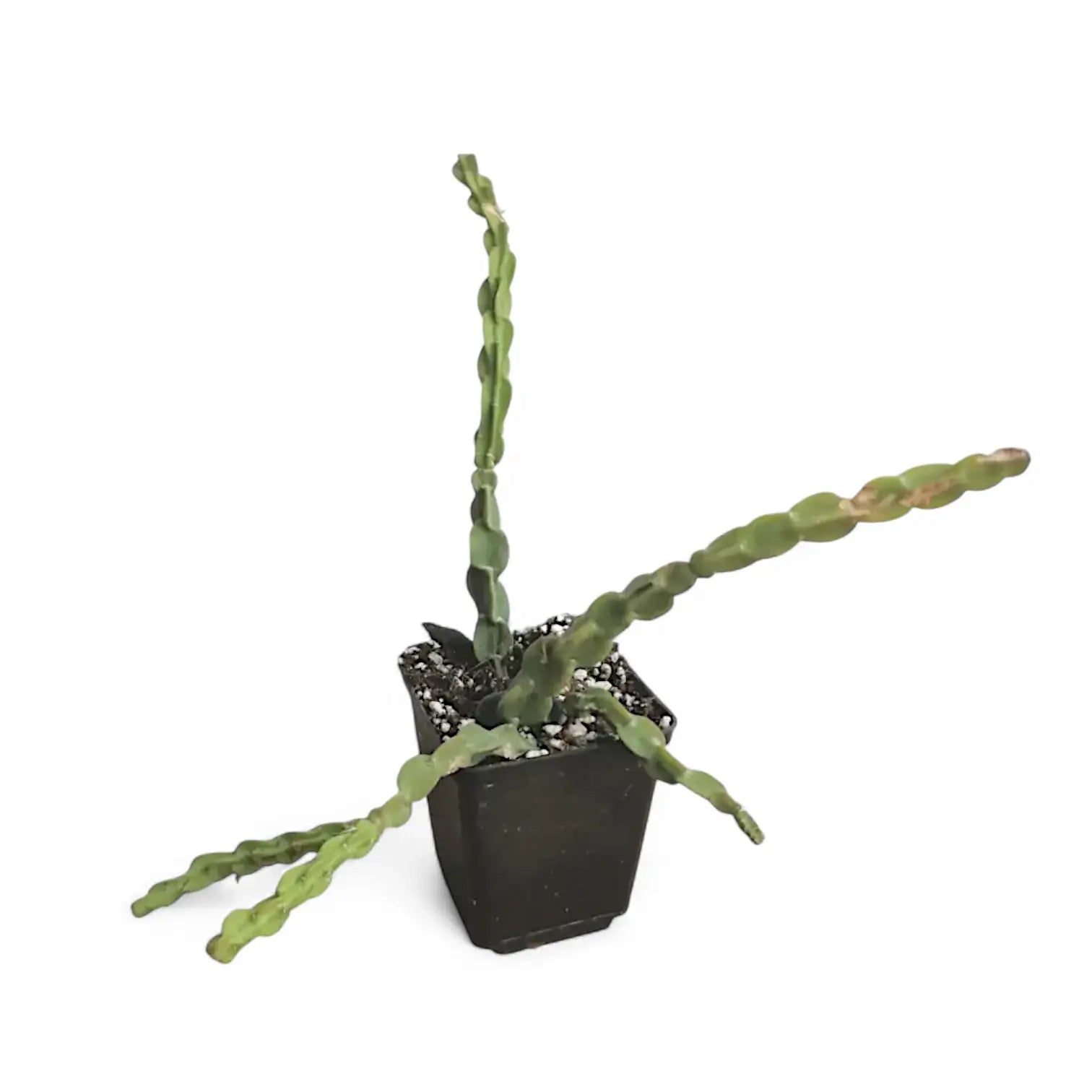 Rhipsalis paradoxa potted plant in nursery pot on white background.