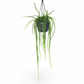 Rhipsalis paradoxa potted plant in nursery pot on white background.