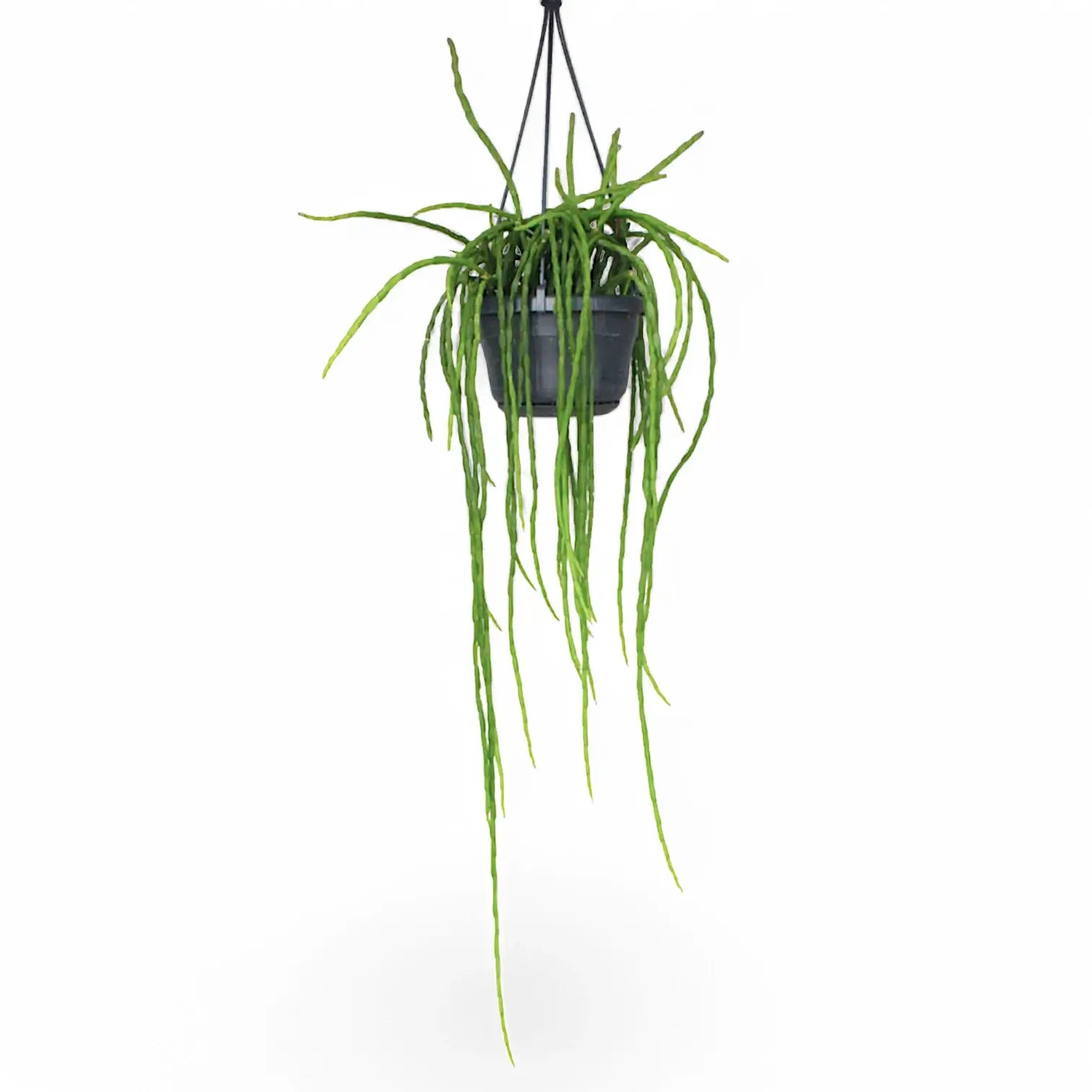 Rhipsalis paradoxa potted plant in nursery pot on white background.