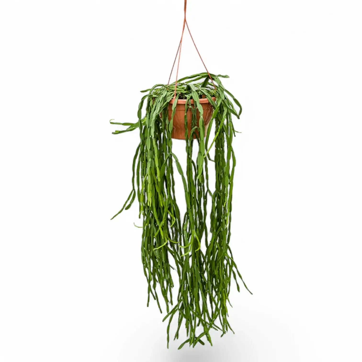 Rhipsalis paradoxa potted plant in nursery pot on white background.