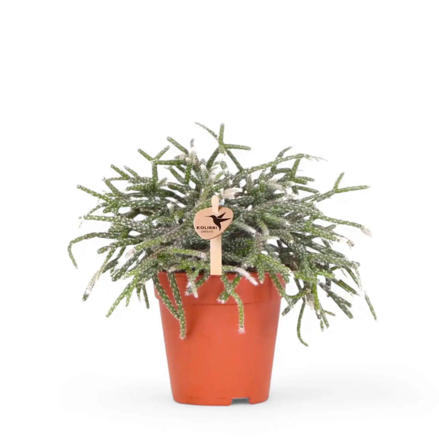 Rhipsalis pilocarpa potted plant in nursery pot on white background.