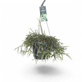 Rhipsalis pilocarpa potted plant in nursery pot on white background.