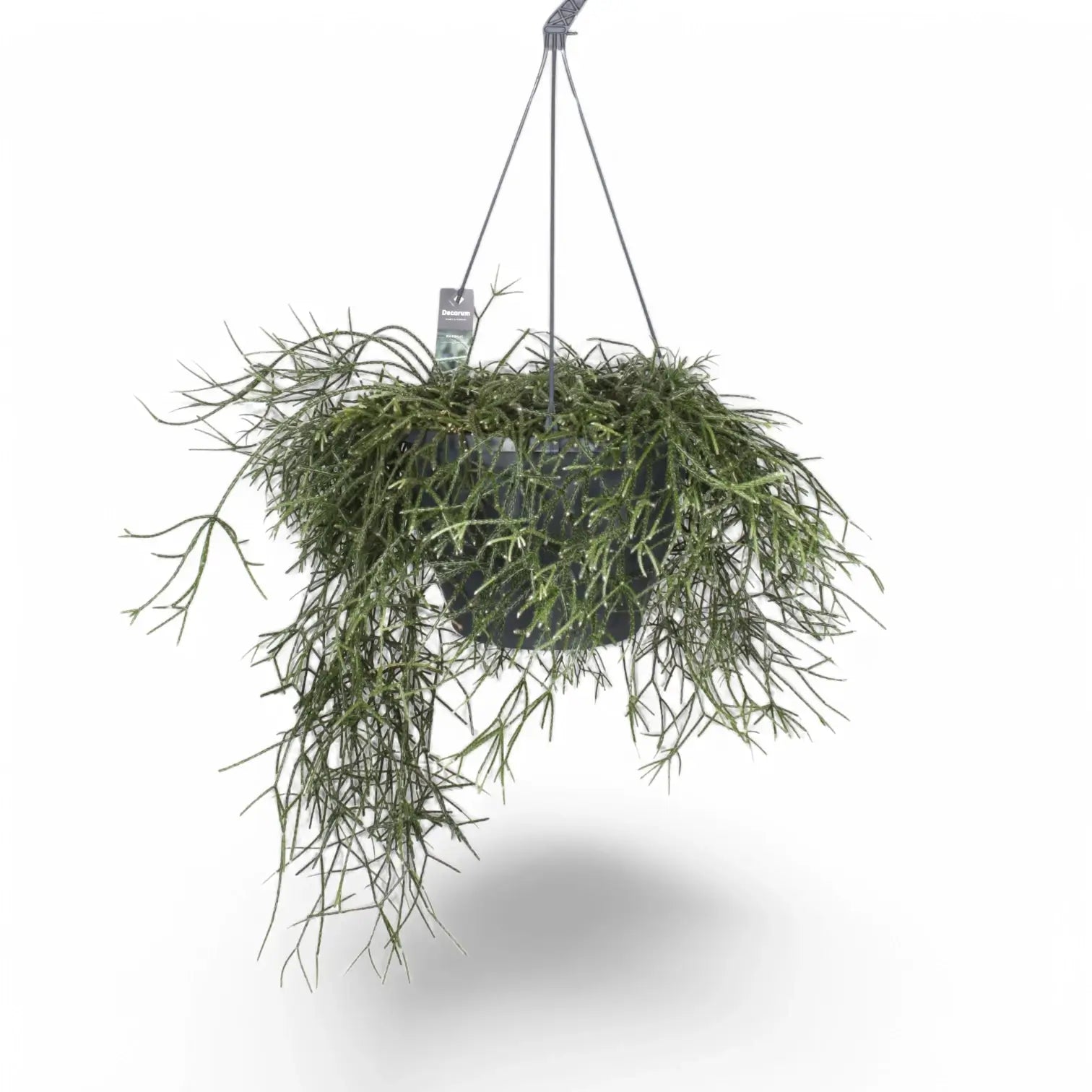 Rhipsalis pilocarpa potted plant in nursery pot on white background.