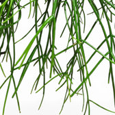 Rhipsalis pulchra close-up of leaf on white background.