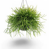 Rhipsalis pulchra potted plant in nursery pot on white background.