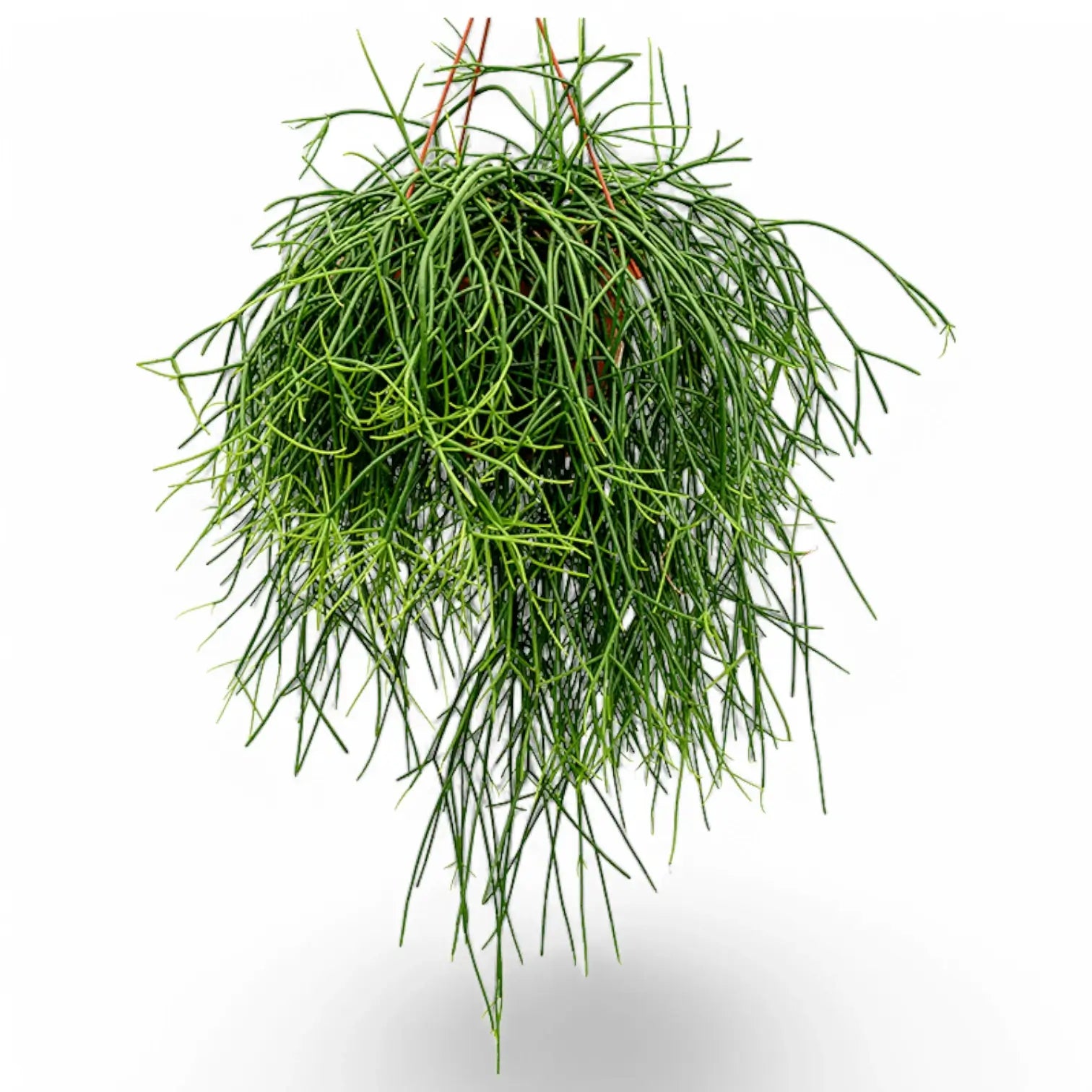 Rhipsalis pulchra potted plant in nursery pot on white background.