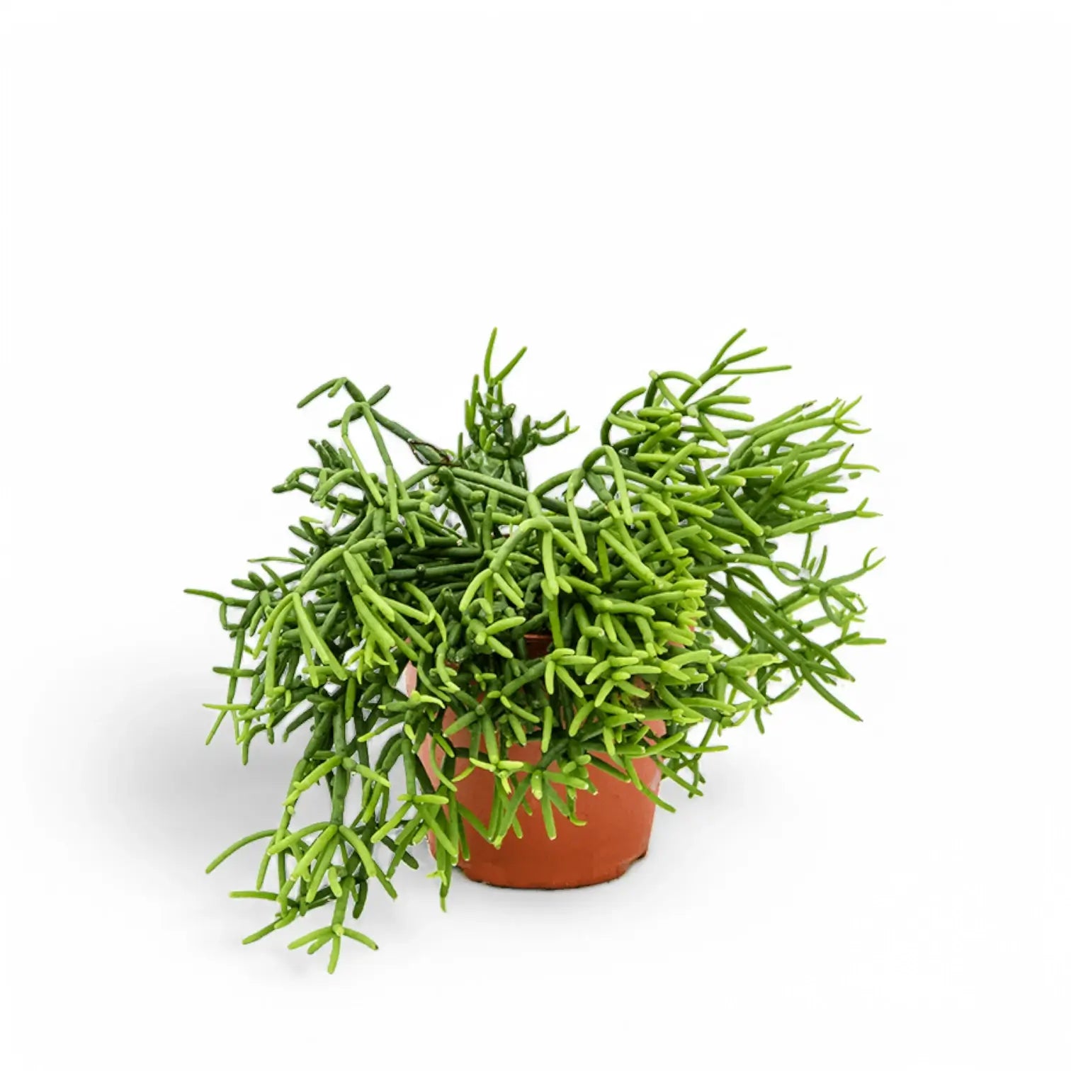 Rhipsalis teres f. heteroclada potted plant in nursery pot on white background.