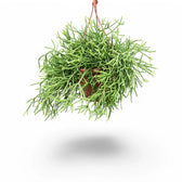 Rhipsalis teres f. heteroclada potted plant in nursery pot on white background.