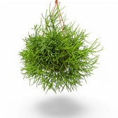 Rhipsalis teres f. heteroclada potted plant in nursery pot on white background.