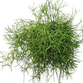 Rhipsalis teres f. heteroclada potted plant in nursery pot on white background.