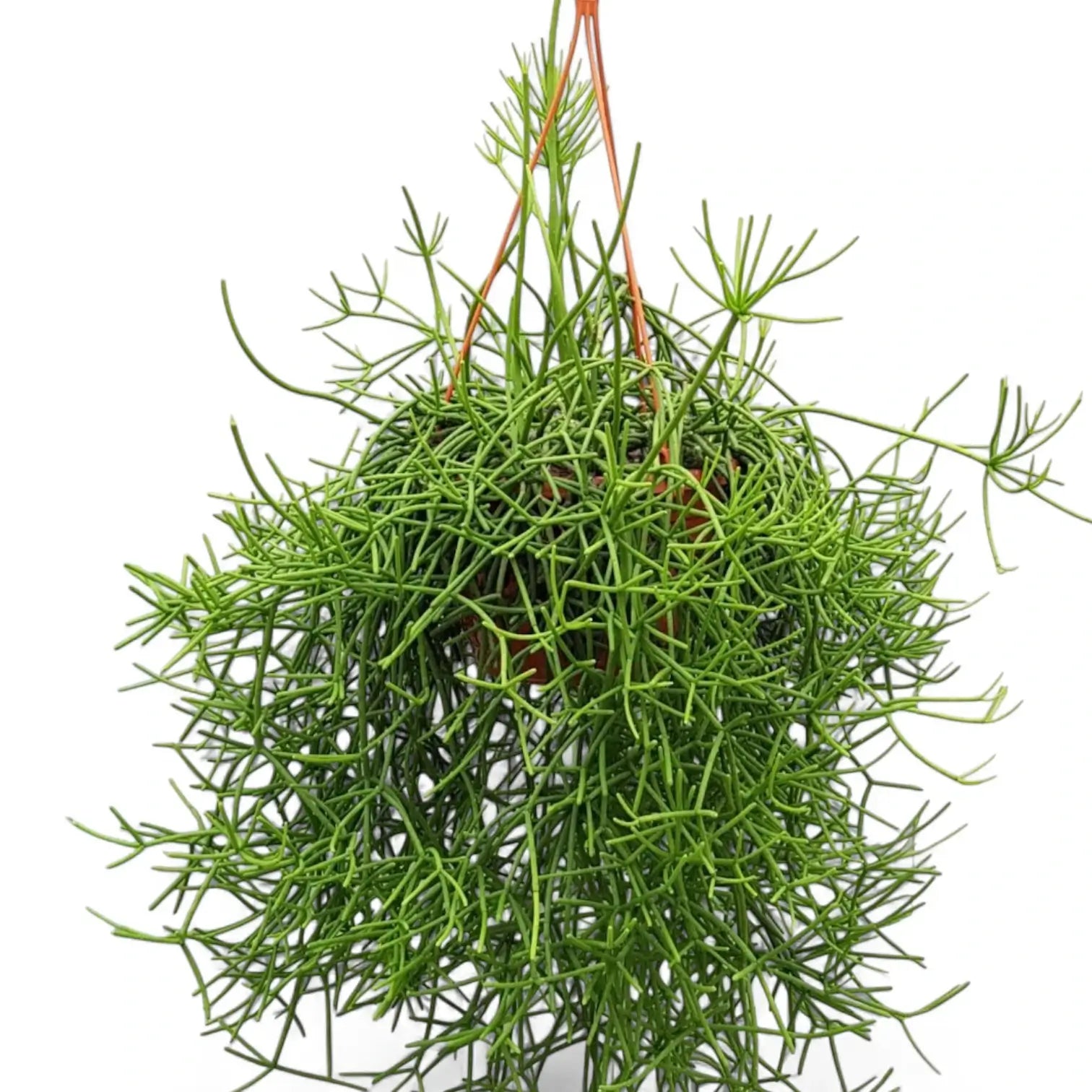 Rhipsalis teres f. heteroclada potted plant in nursery pot on white background.