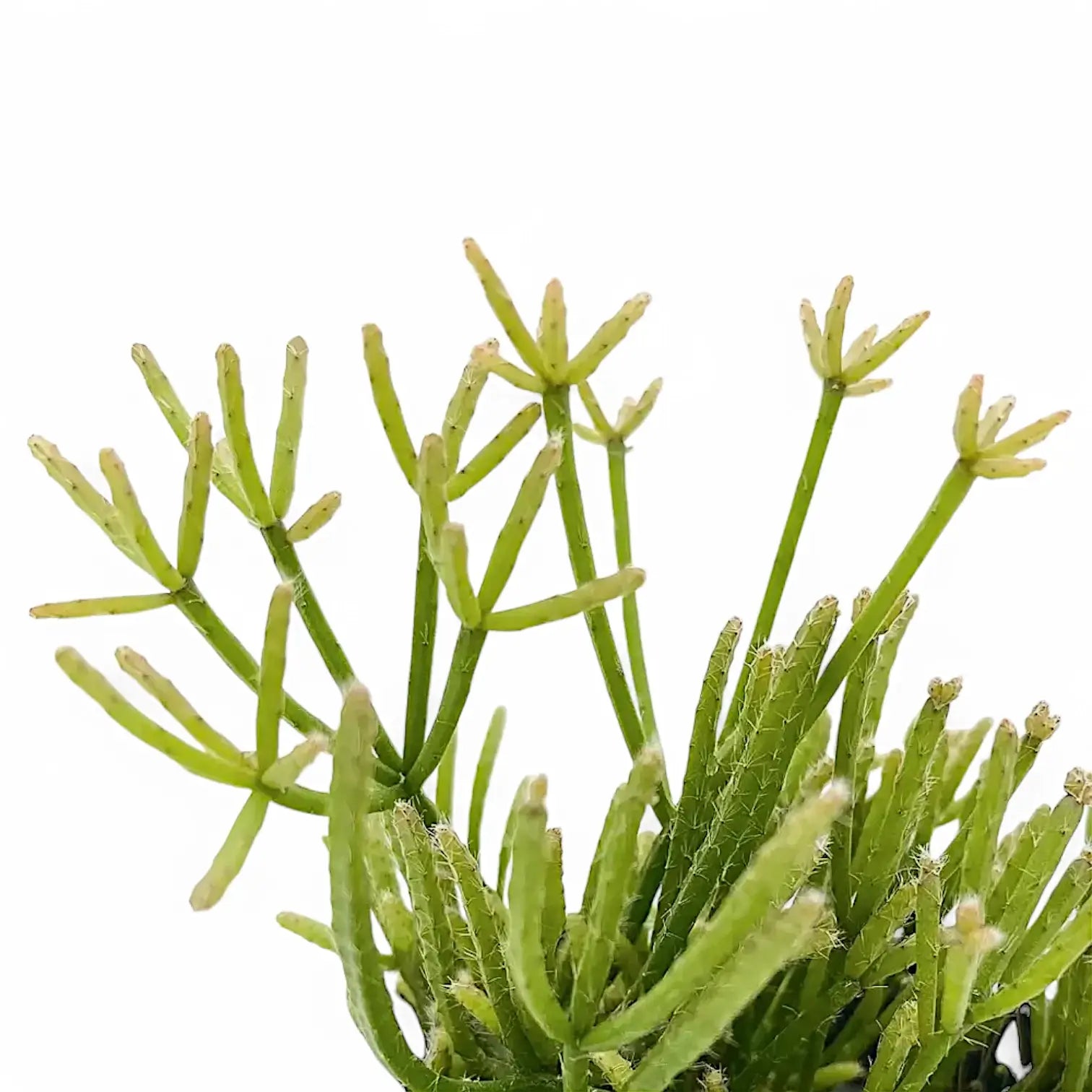 Rhipsalis teres f. prismatica close-up of leaf on white background.