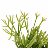 Rhipsalis teres f. prismatica close-up of leaf on white background.