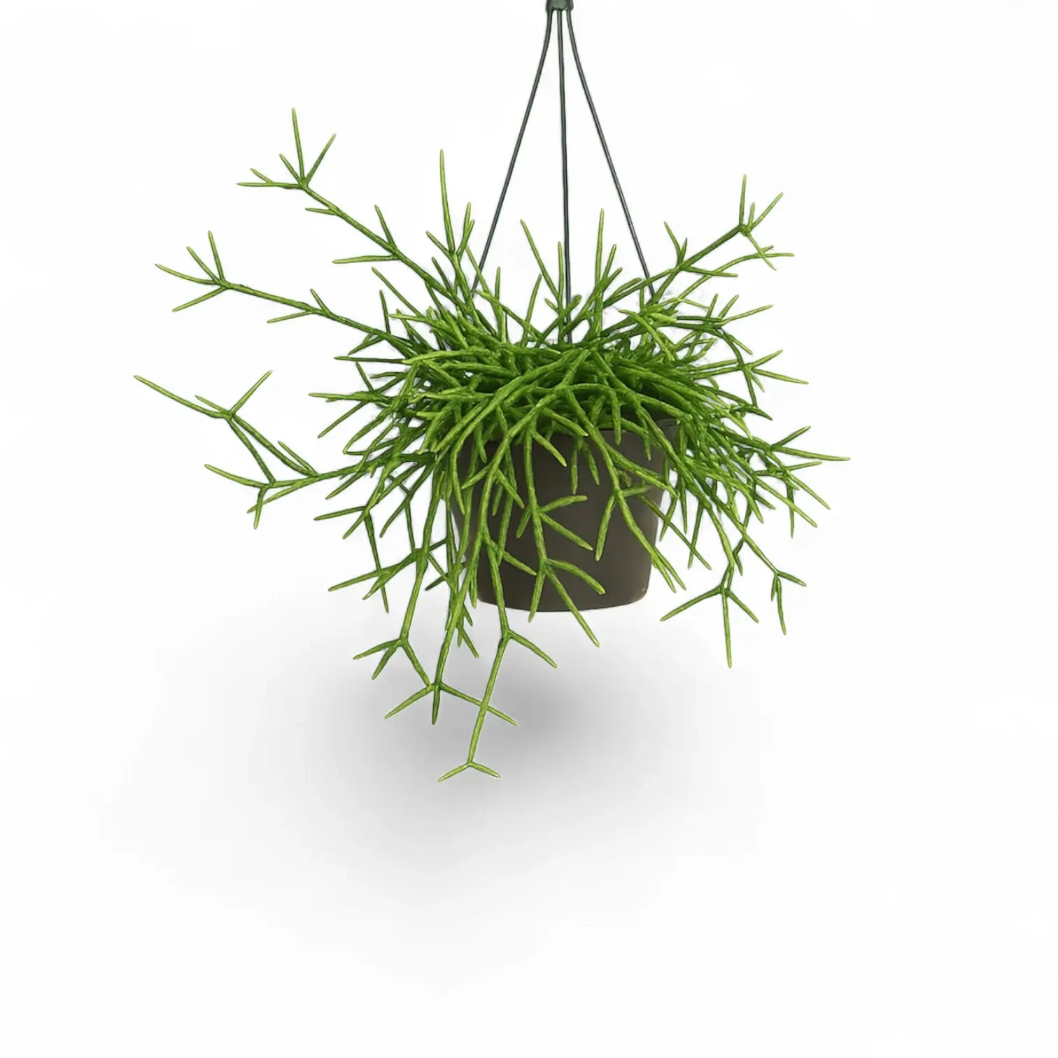 Rhipsalis teres f. prismatica potted plant in nursery pot on white background.