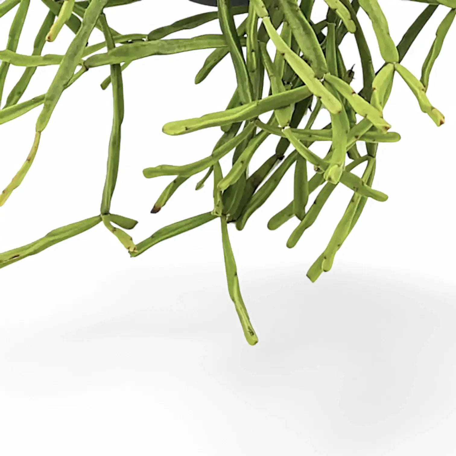 Rhipsalis trigona close-up of leaf on white background.