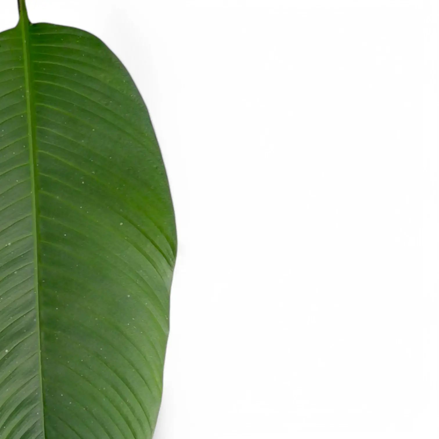 Rhodospatha latifolia – Blattdetail vor weißem Hintergrund..