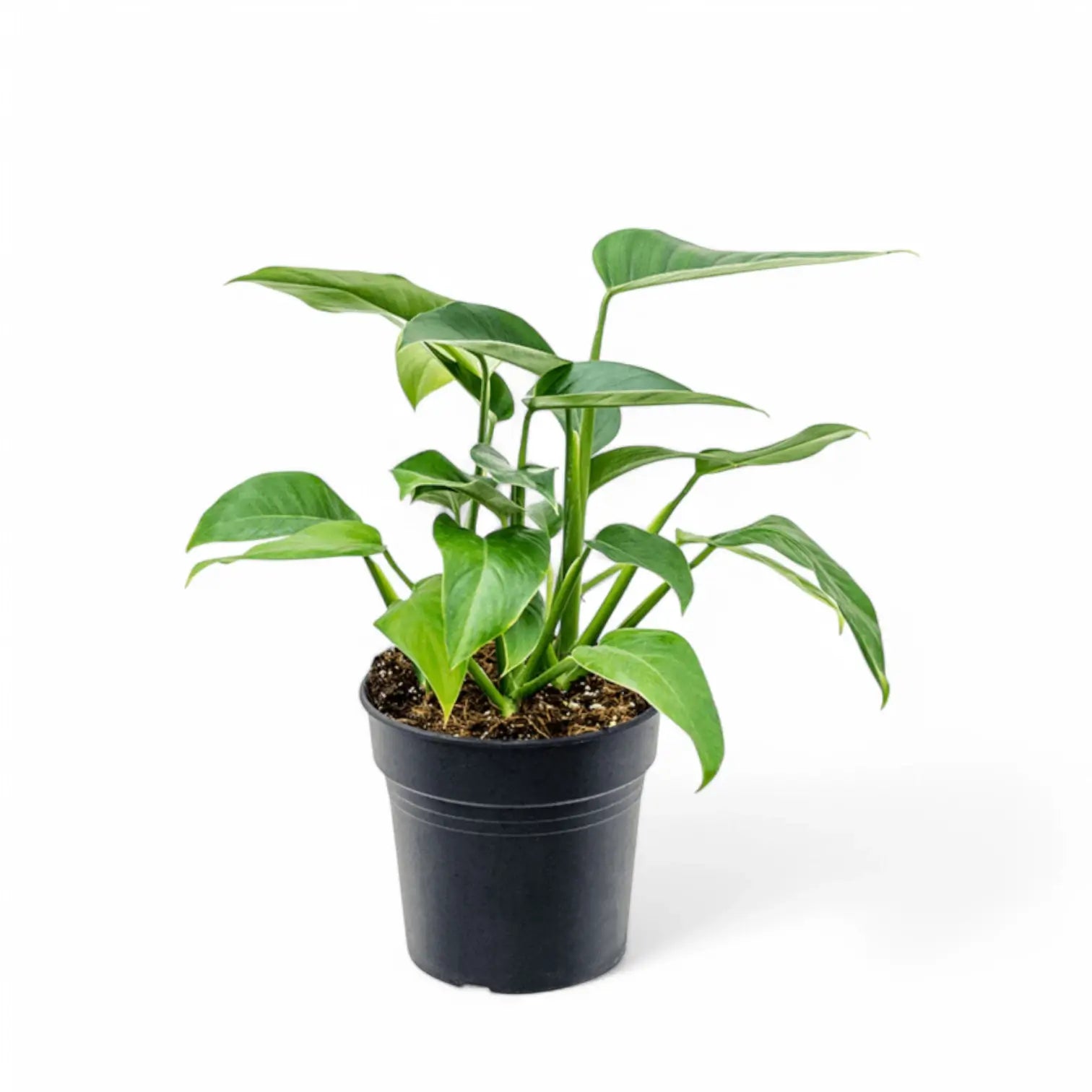 Rhodospatha latifolia Zimmerpflanze im Anzuchttopf vor weißem Hintergrund, Produktfoto 2.