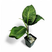 Rhodospatha moritziana potted plant in nursery pot on white background.