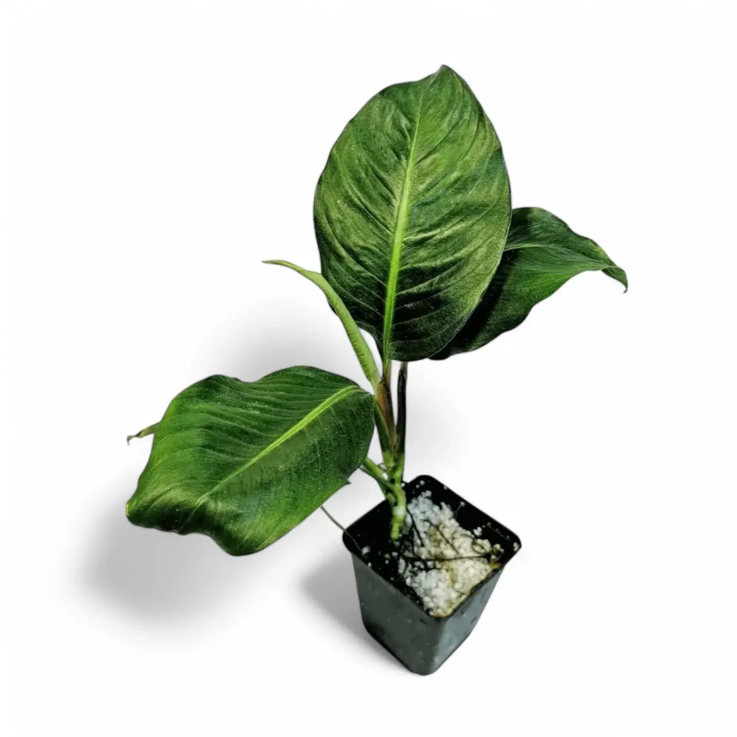 Rhodospatha moritziana potted plant in nursery pot on white background.