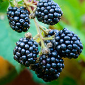 Rubus fruticosus 'Thornfree' – Detailaufnahme.