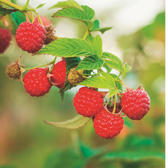 Rubus idaeus 'Heritage' plant detail.
