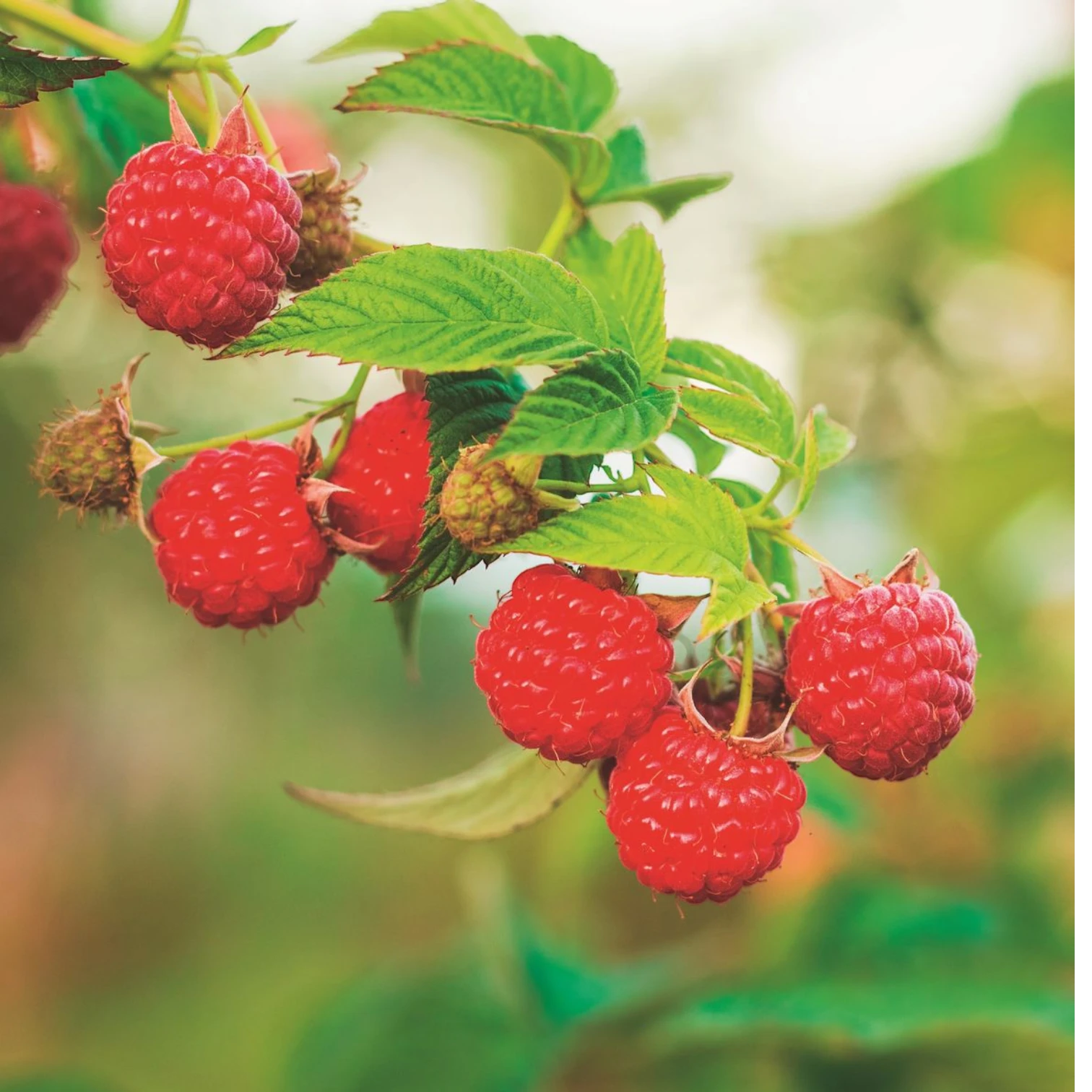 Rubus idaeus 'Heritage' plant detail.
