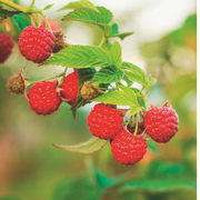 Rubus idaeus 'Heritage' plant detail.