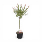 Foliage Factory: Salix integra 'Flamingo' – Zwergweide als Stämmchen mit rosa, cremefarbenen und grünen Blättern, in einem schwarzen Topf.