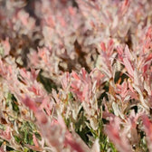 Foliage Factory: Salix integra 'Flamingo' als Strauch mit rosa, cremefarbenen und grünen Blättern. Ideal für Beete und Kübel.