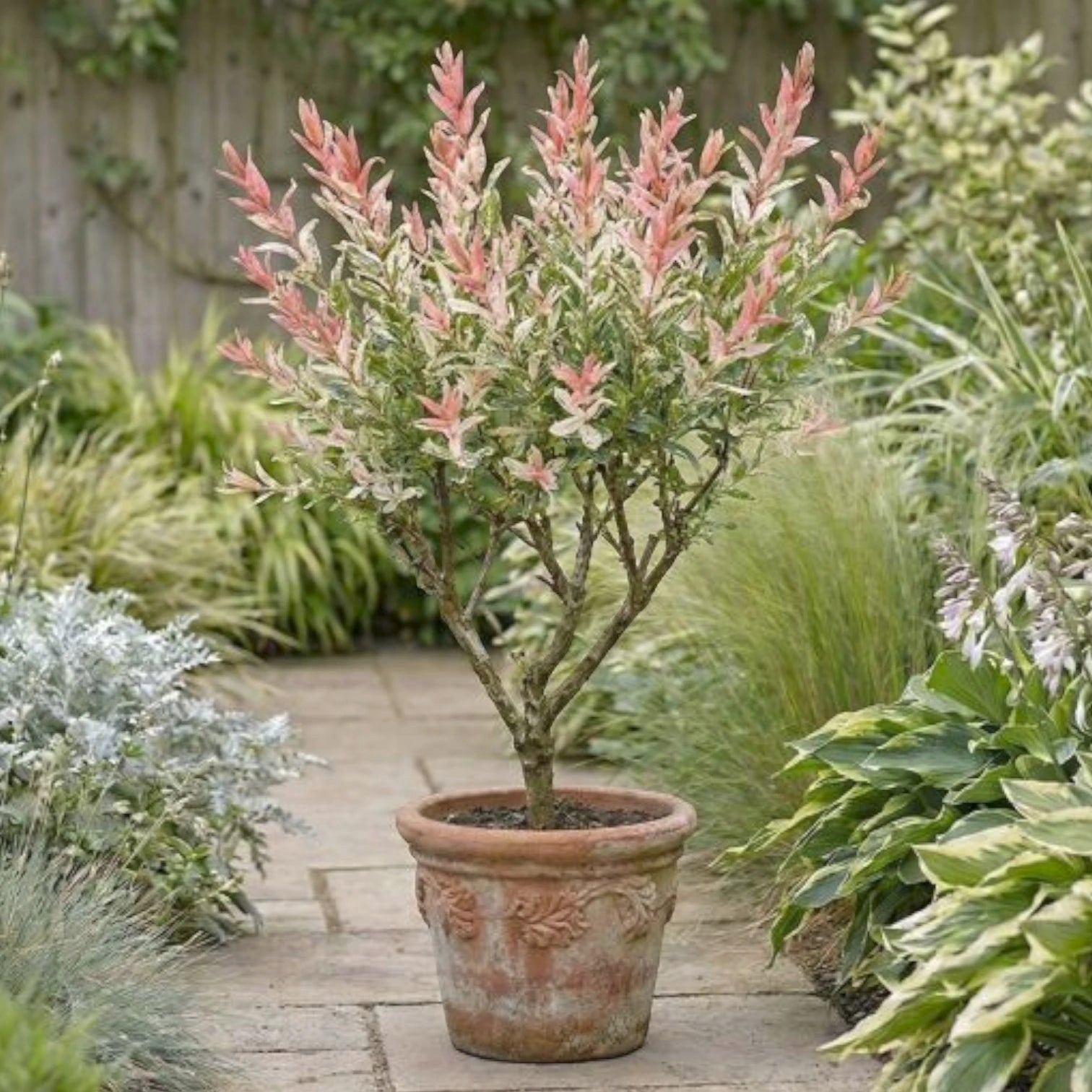 Foliage Factory: Salix integra 'Flamingo' – panaschierte Weide mit rosa, cremefarbenen und grünen Blättern in einem Terrakottatopf.