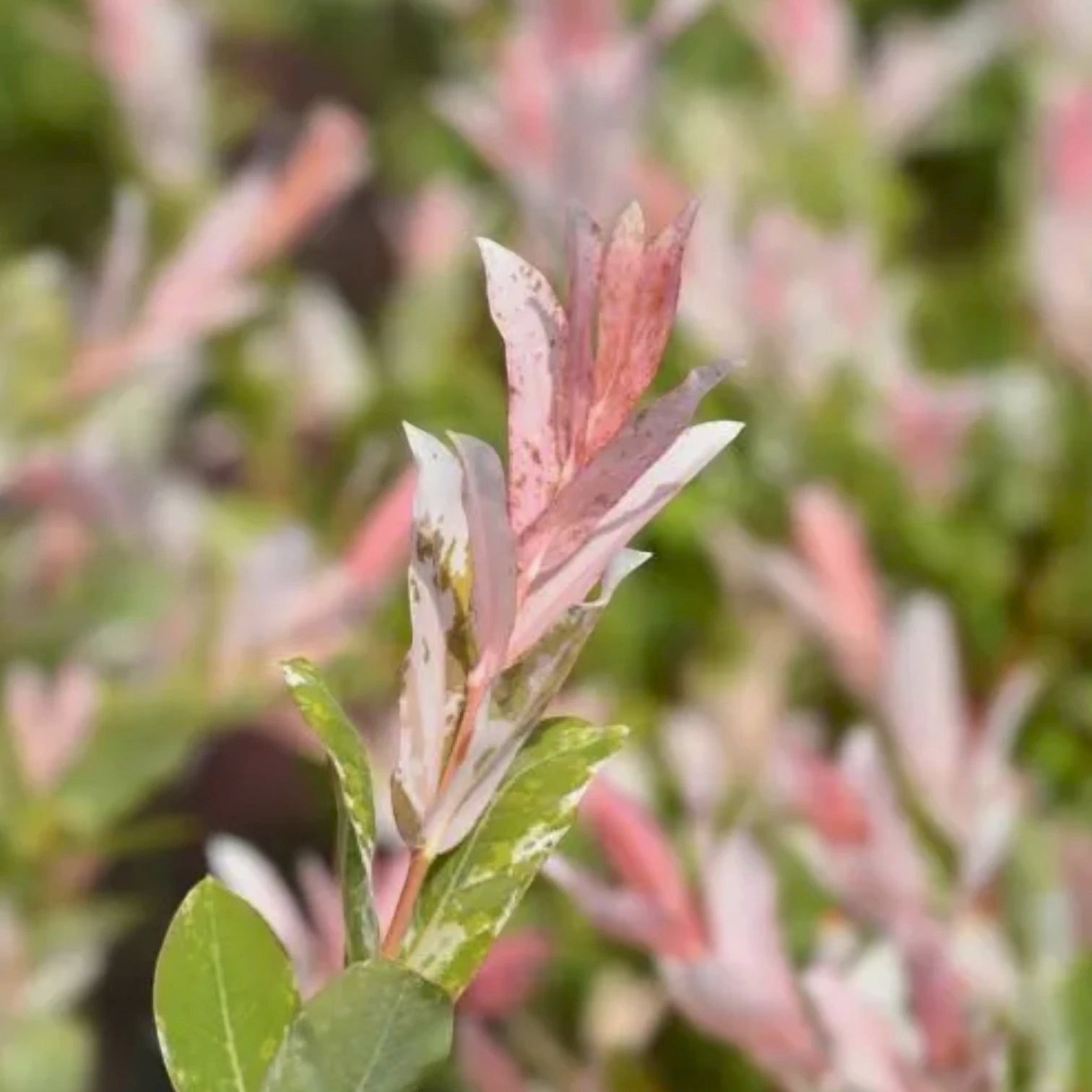 Foliage Factory: Salix integra 'Flamingo' mit rosa, cremefarbenem und grünem Neuaustrieb.