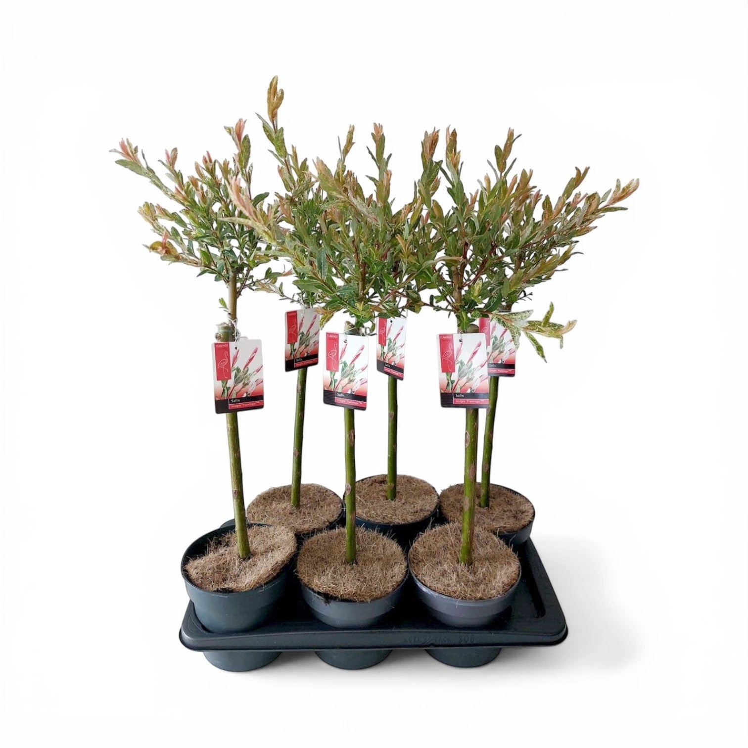 Foliage Factory: Salix integra 'Flamingo' mit rosa, cremefarbenem und grünem Neuaustrieb. Ideal für Beete und Kübel.