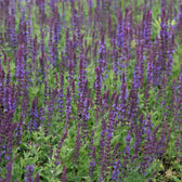 Salvia nemorosa 'Blaukönigin' detail shot.