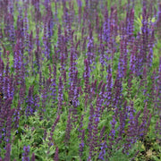 Salvia nemorosa 'Blaukönigin' detail shot.