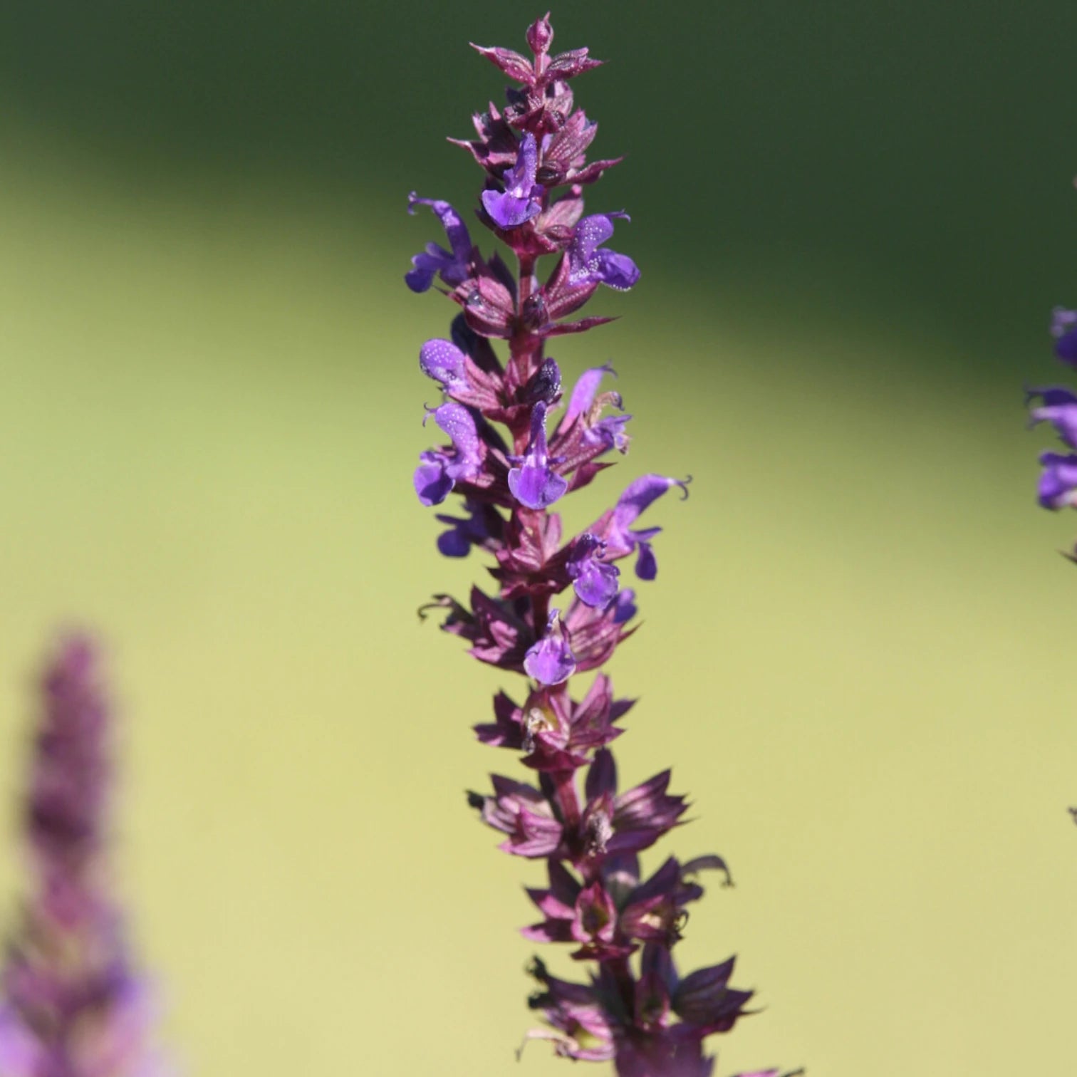 Salvia nemorosa 'Blaukönigin' plant detail.