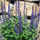 Salvia nemorosa 'Ostfriesland' – Nahaufnahme.